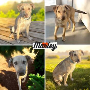 Shepherd and Labrador Retriever Dogs Available for Adoption - Marley | PetCurious