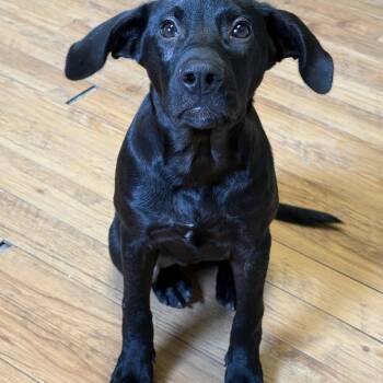 Abby -  Labrador Retriever Dog for Adoption in Marietta, Georgia - Abby | PetCurious