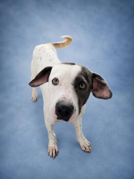 Tray -  Mixed Breed Dog for Adoption in New Iberia, Louisiana - Tray | PetCurious