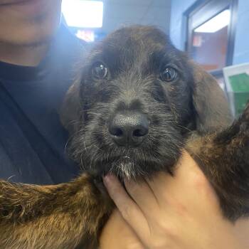 Hamtaro 8663 -  Mixed Breed Dog for Adoption in Loxahatchee Groves, Florida - Hamtaro 8663 | PetCurious