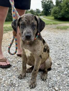Trippy -  Australian Shepherd and Labrador Retriever Dog for Adoption in Watertown, Connecticut - Trippy | PetCurious