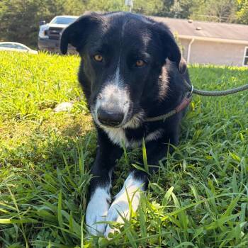Tunni -  Collie and Mastiff Dog for Adoption in Franklin, North Carolina - Tunni | PetCurious