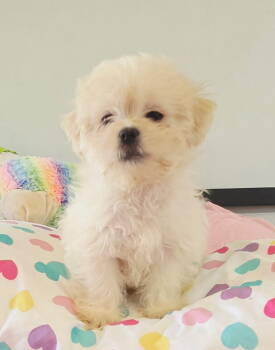 Buttercups -  Mal Shi Dog for Sale in Myrtle Beach, South Carolina - Buttercups | PetCurious
