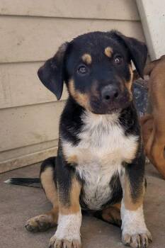 Mixed Breed Dogs Available for Adoption in Sun Prairie, Wisconsin - Jay Decay | PetCurious