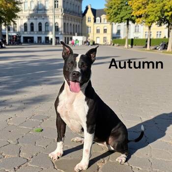 Rescue American Staffordshire Terrier Dogs for Adoption in Lucas, Texas - Autumn | PetCurious