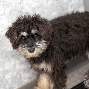 Schnauzer Dogs Available for Adoption - Junie (F26-36) | PetCurious