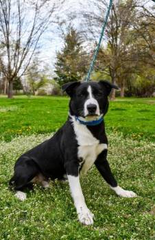 Border Collie and Retriever Dogs Available for Adoption - Dexter | PetCurious