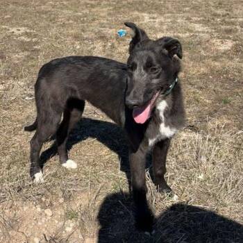 Greyhound and Mixed Breed Dogs Available for Adoption in Driggs, Idaho - Guava | PetCurious