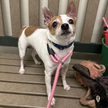 Chihuahua and Rat Terrier Dogs Available for Adoption - Zeus | PetCurious