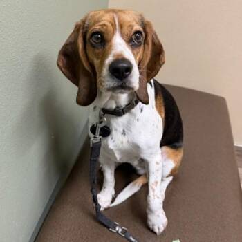 Moose -  Mixed Breed and Beagle Dog for Adoption in Dubuque, Iowa - Moose | PetCurious