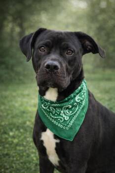 Babe Ruth-CO -  Boxer Dog for Adoption in Magnolia, Texas - Babe Ruth-CO | PetCurious