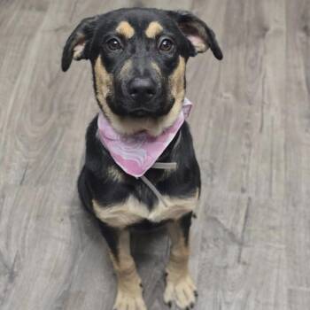 Flower -  German Shepherd Dog Dog for Adoption in Fort Collins, Colorado - Flower | PetCurious