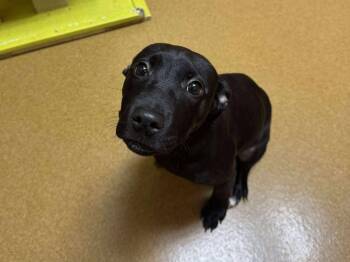 Rescue Pit Bull Terrier and Labrador Retriever Dogs for Adoption in Maryville, Missouri - Nova Bean | PetCurious