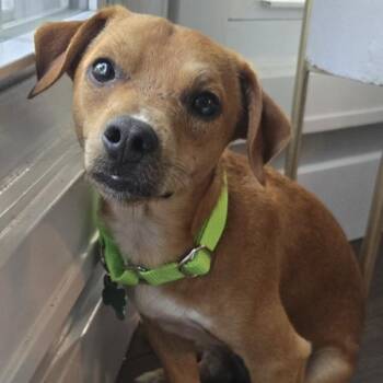 Biscuit -  Chiweenie Dog for Adoption in Ottawa Hills, Ohio - Biscuit | PetCurious