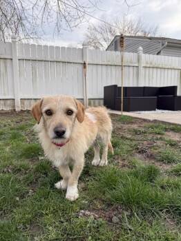 Terrier and Corgi Dogs Available for Adoption in Plymouth, Michigan - Arnold 233 | PetCurious