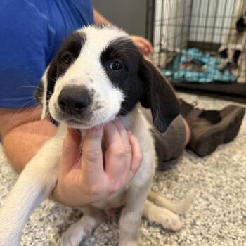 Mixed Breed Dogs Available for Adoption in Port Charlotte, Florida - Alredo | PetCurious