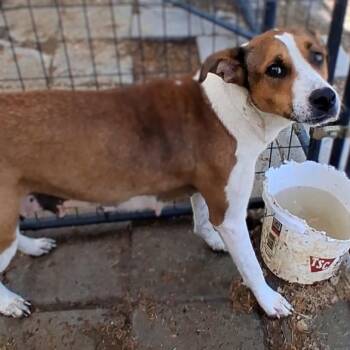 Mixed Breed Dogs Available for Adoption in Danville, Vermont - Sadie | PetCurious