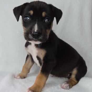 Rescue Black Labrador Retriever and Sheep Dog Dogs for Adoption in San Antonio, Texas - Alice | PetCurious