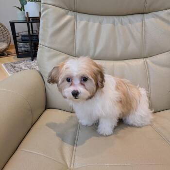 Shih Tzu and Bichon Frise Dogs Available for Adoption - Cupid | PetCurious
