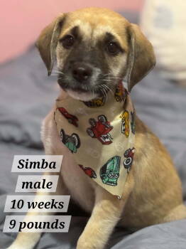 Rescue Cairn Terrier and Chihuahua Dogs for Adoption in Virginia Beach, Virginia - Simba | PetCurious