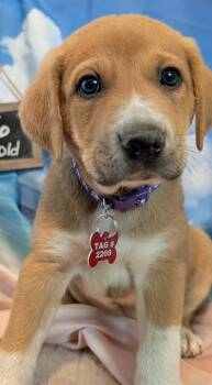 Sandra Diaz-Twine -  Great Pyrenees and Anatolian Shepherd Dog for Adoption in Kiowa, Oklahoma - Sandra Diaz-Twine | PetCurious