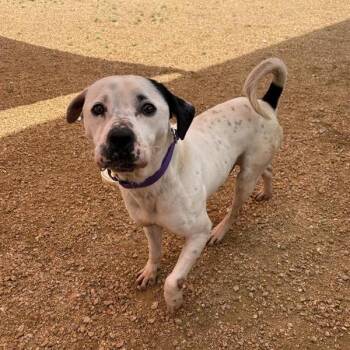 Harley -  Mixed Breed Dog for Adoption in Bentonville, Arkansas - Harley | PetCurious