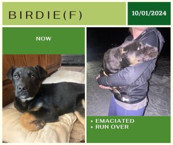 Rescue German Shepherd Dog Dogs for Adoption in Edmonton, Alberta - Birdie | PetCurious