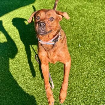 Triscuit -  Retriever and Mixed Breed Dog for Adoption in Evansville, Indiana - Triscuit | PetCurious
