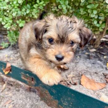Rocky -  Yorkshire Terrier and Chihuahua Dog for Adoption in Austin, Texas - Rocky | PetCurious
