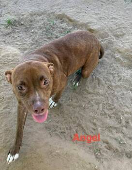 Pit Bull Terrier Dogs Available for Adoption in Zimmerman, Minnesota - Angel | PetCurious