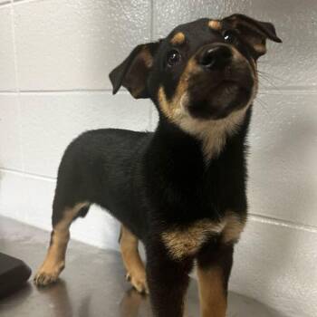 Everest -  Mixed Breed Dog for Adoption in Spruce Pine, North Carolina - Everest | PetCurious