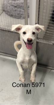 Rescue Terrier Dogs for Adoption in Los Angeles, California - Conan #5971 | PetCurious