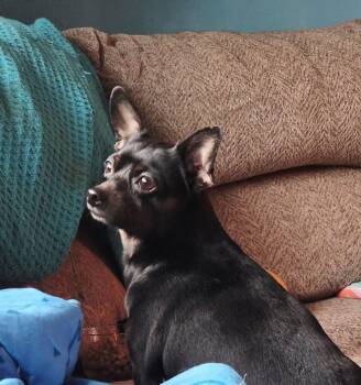 Chihuahua Dogs Available for Adoption - Molly | PetCurious