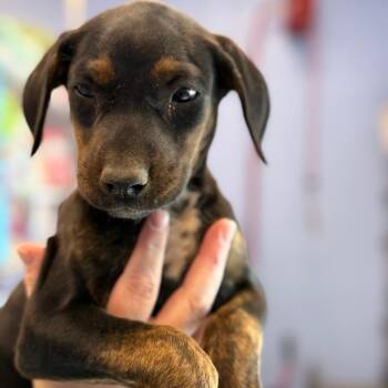 Dalmatian and Redbone Coonhound Dogs Available for Adoption - Rissa | PetCurious
