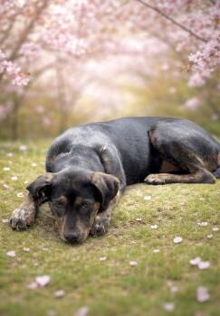 Hound Dogs Available for Adoption - Maria | PetCurious