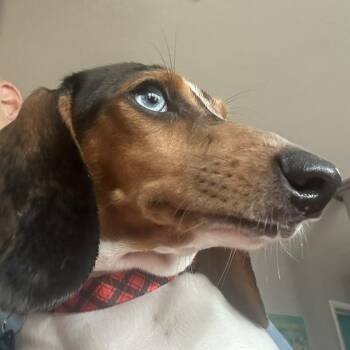 Frank Sinatra -  Dachshund Dog for Adoption in Omaha, Nebraska - Frank Sinatra | PetCurious