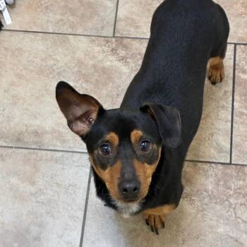 Lukas -  Rat Terrier and Dachshund Dog for Adoption in Tulsa, Oklahoma - Lukas | PetCurious
