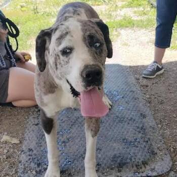 Zarina -  Great Dane and Mastiff Dog for Adoption in Brooksville, Kentucky - Zarina | PetCurious