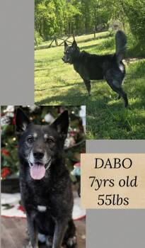 Shepherd Dogs Available for Adoption in Holbrook, New York - DABO | PetCurious