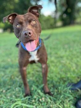 Dre -  Mixed Breed Dog for Adoption in Huntsville, Alabama - Dre | PetCurious