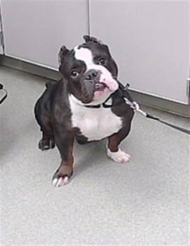 English Bulldog and Mixed Breed Dogs Available for Adoption in Omaha, Nebraska - MARIACHI | PetCurious