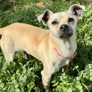 Mixed Breed Dogs Available for Adoption - Ellison | PetCurious