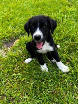 Brooks -  Siberian Husky and English Springer Spaniel Dog for Adoption in New Baltimore, Michigan - Brooks | PetCurious