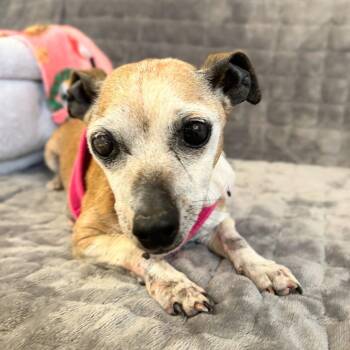 Chihuahua and Dachshund Dogs Available for Adoption - Indy 13878 | PetCurious