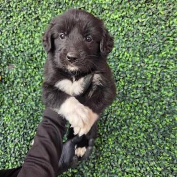 Australian Cattle Dog Blue Heeler and Mixed Breed Dogs Available for Adoption in El Paso, Texas - 60790266 | PetCurious