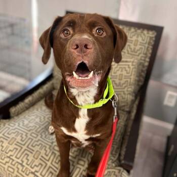 Socks/Mom -  Chocolate Labrador Retriever and Mixed Breed Dog for Adoption in St. Peters, Missouri - Socks/Mom | PetCurious
