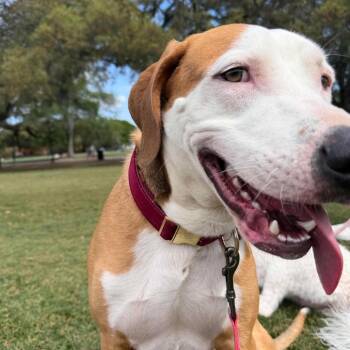 Jasper Finn -  Mixed Breed Dog for Adoption in Savannah, Georgia - Jasper Finn | PetCurious