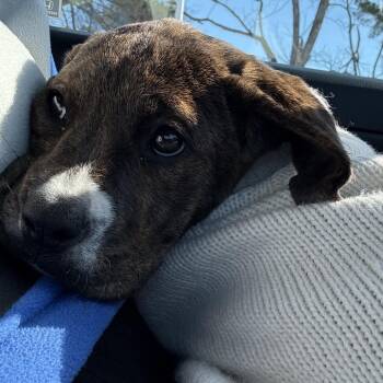 Fox Terrier and Boxer Dogs Available for Adoption - Colleen | PetCurious