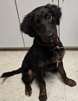 Shepherd and Labrador Retriever Dogs Available for Adoption in Sandusky, Ohio - Arthur | PetCurious