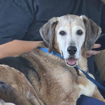 Bandit -  Labrador Retriever and Coonhound Dog for Adoption in Dandridge, Tennessee - Bandit | PetCurious